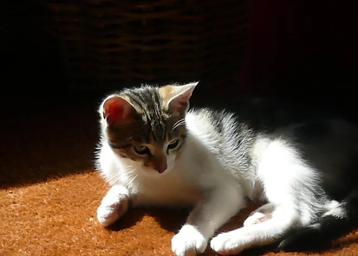 La Colombiere Du Chateau Nocleg ze śniadaniem 4*